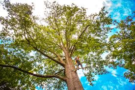 How Our Tree Care Process Works  in  Junction City, CA