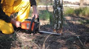 Best Tree Health Inspection  in Junction City, CA
