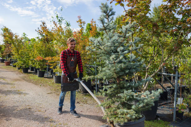 Junction City, CA Tree Removal Company