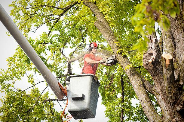 Best Seasonal Cleanup (Spring/Fall)  in Junction City, CA